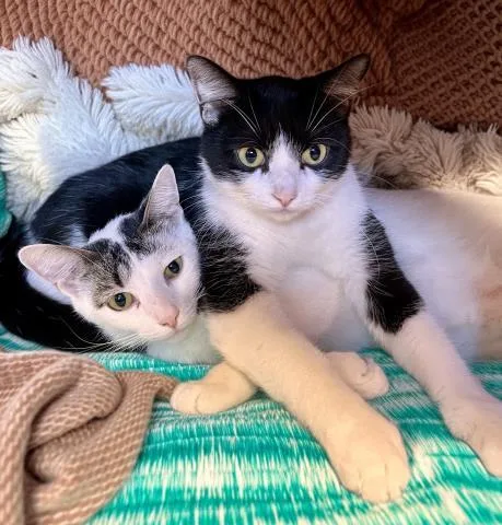 A young medium-sized male Domestic Short Hair cat named Mateo & Miguel for adoption in Clinton Township, MI