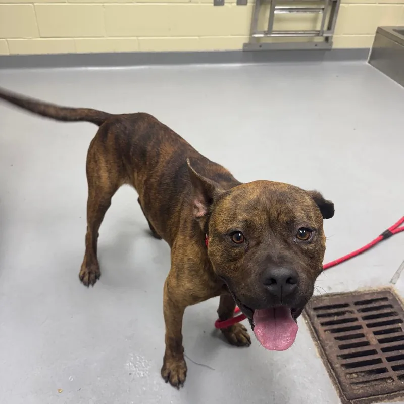 A young medium-sized male Brindle Mixed Breed dog named Straymorrisavenue for adoption in Columbus, GA