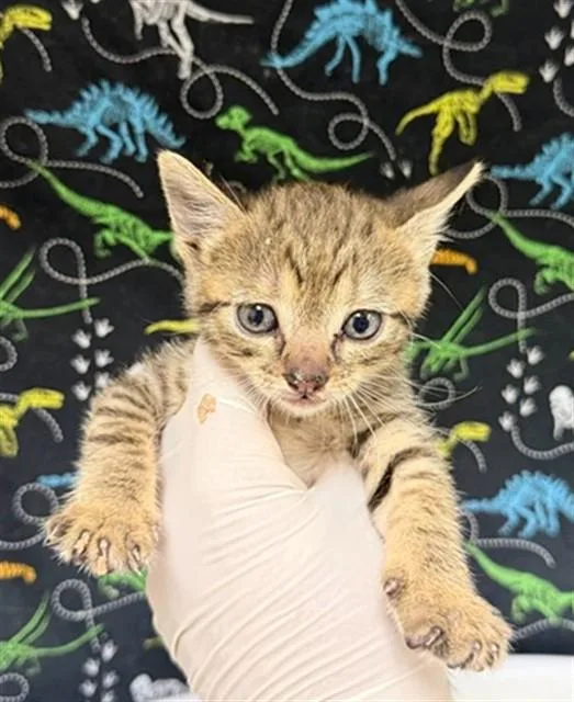 A baby small-sized female Domestic Short Hair cat named Buttercup for adoption in Riverside, CA