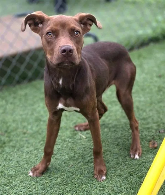 A young medium-sized female Mixed Breed dog named Kitkat for adoption in Columbia, SC