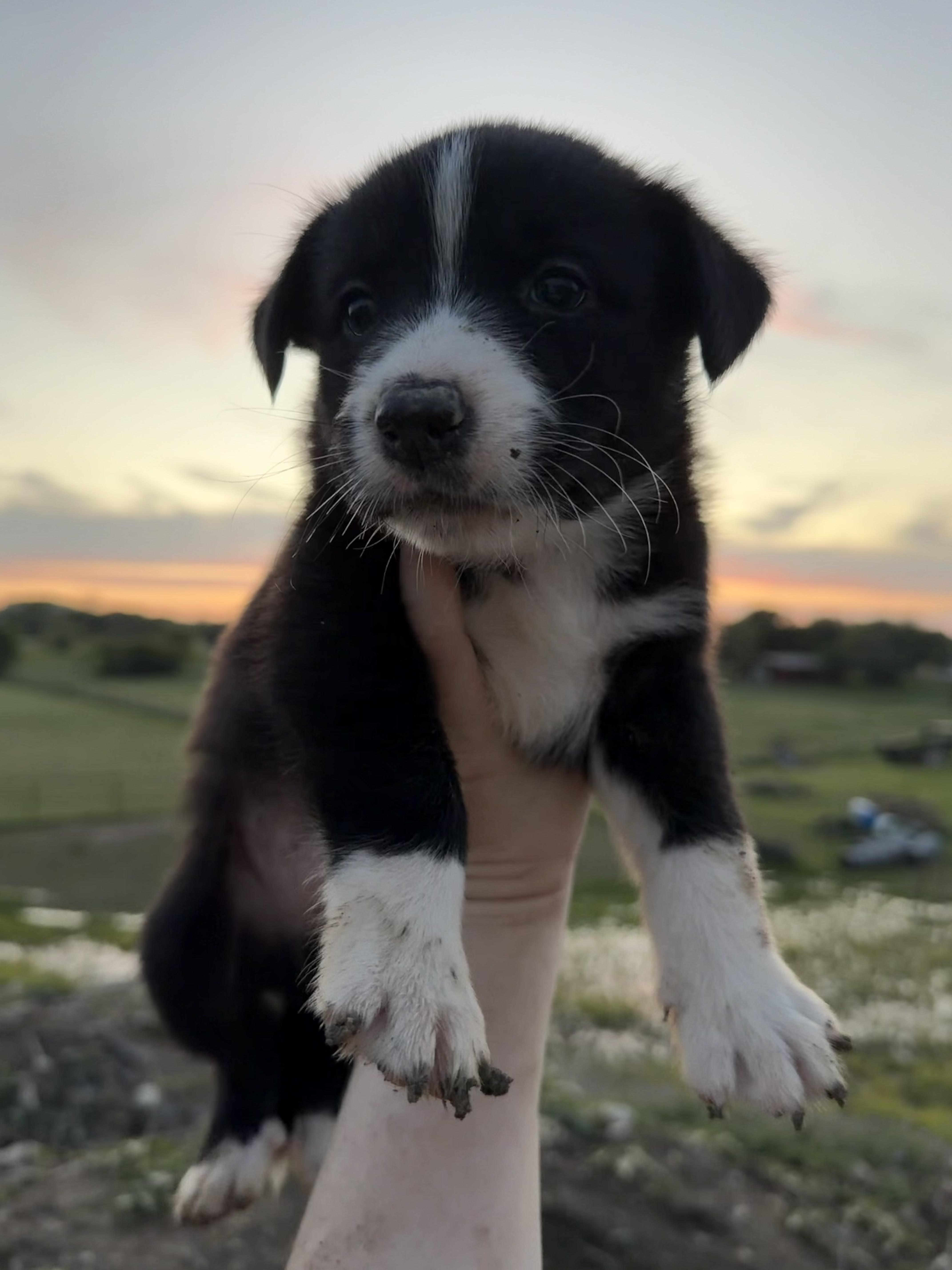 A baby medium-sized male Jack Russell Terrier dog named Bengi for adoption in Haslet, TX