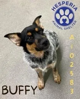A young medium-sized female Cattle Dog dog named Buffy for adoption in Newport Beach, CA