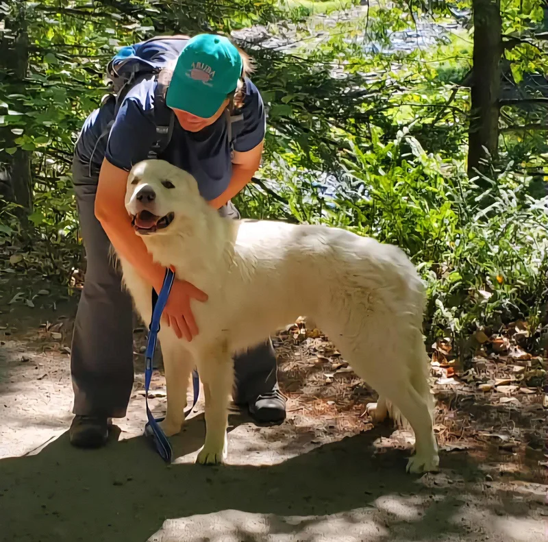 An adult large-sized male Great Pyrenees dog named Henry for adoption in Croydon, NH