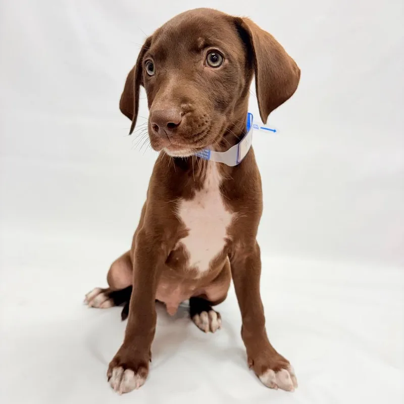 A baby small-sized male German Shorthaired Pointer dog named Cosmo for adoption in Parker, CO