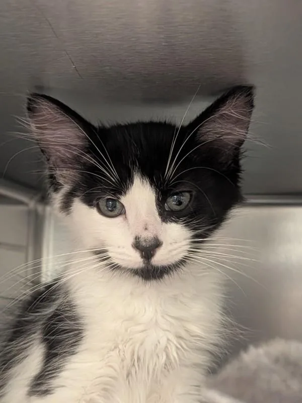 A baby small-sized female Domestic Short Hair cat named Opalite for adoption in Vancouver, WA