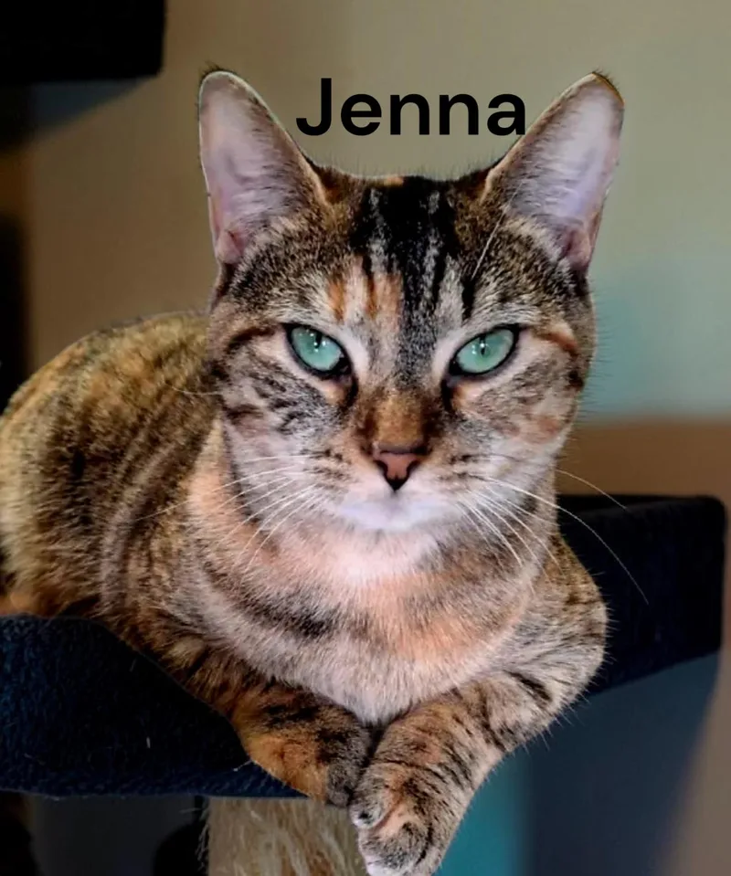 A young medium-sized female Tabby cat named Jenna for adoption in Weems, VA