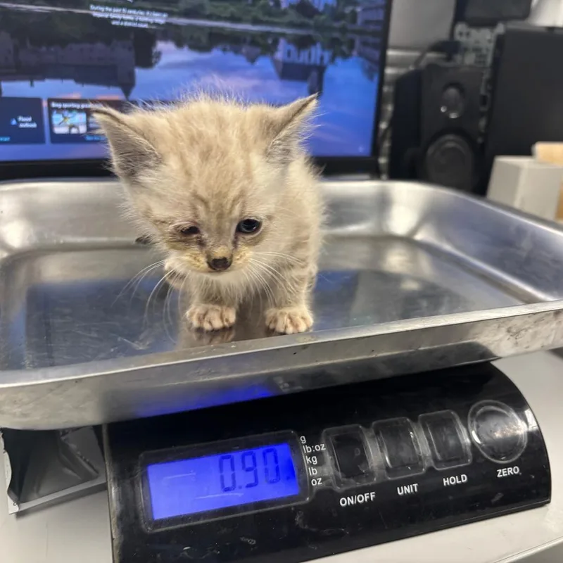 A baby small-sized female Cream / Ivory Domestic Short Hair cat named Paper for adoption in St Joseph, MO