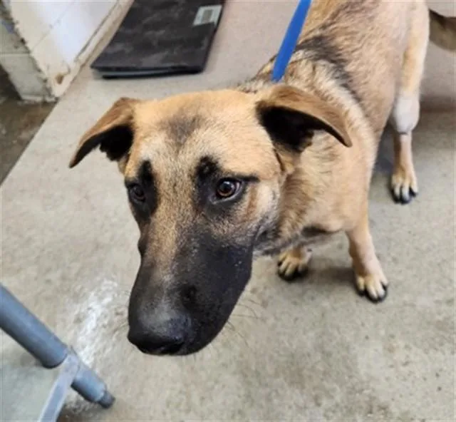 A young large-sized male German Shepherd Dog dog named Mr Pickles for adoption in San Bernardino, CA