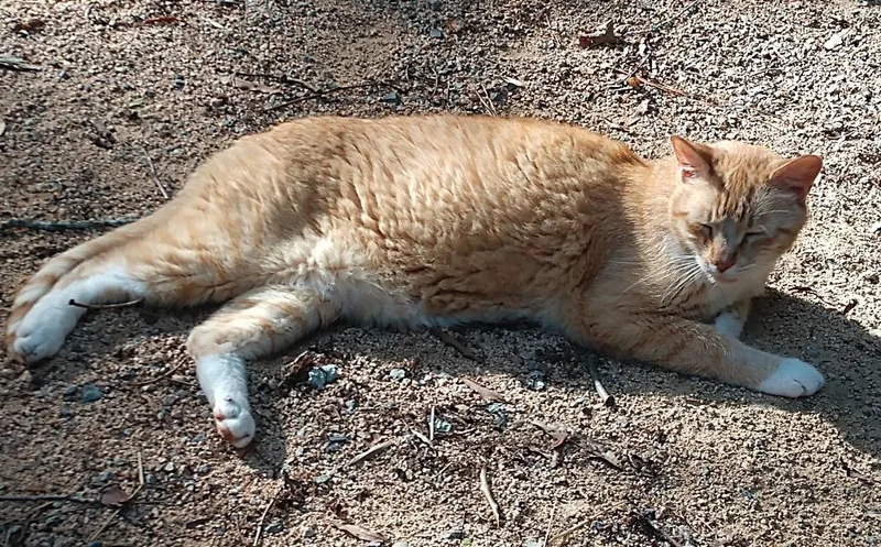A senior medium-sized male Domestic Short Hair cat named Wren for adoption in Pittsboro, NC