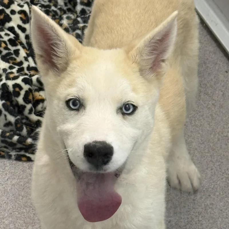A baby large-sized male White / Cream Siberian Husky dog named Butcher for adoption in Scottsdale, AZ