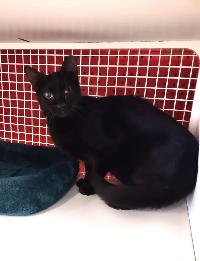 A young medium-sized female Black Bombay cat named Gizzy for adoption in Golden Valley, AZ