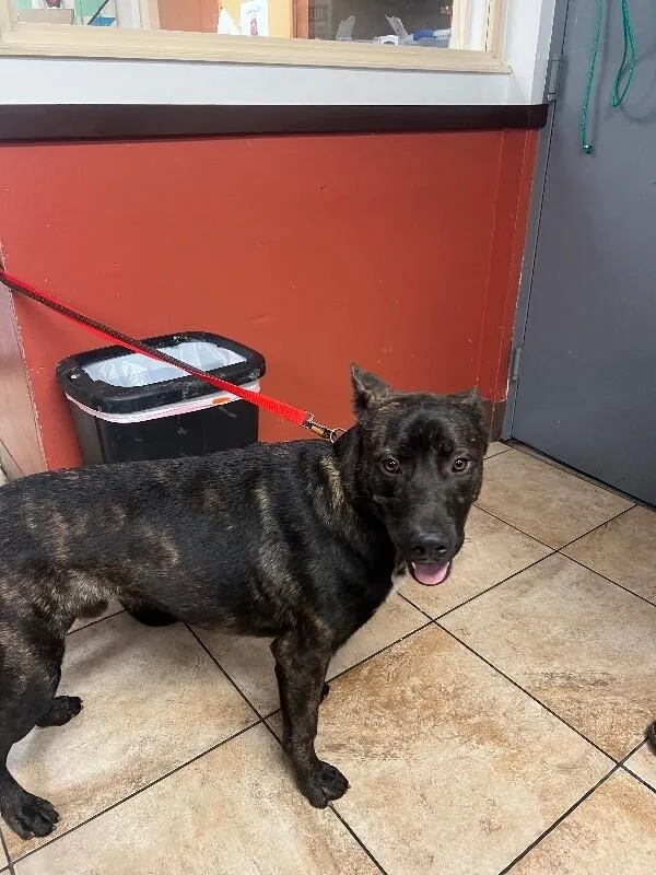 An adult large-sized male Black Mixed Breed dog named Mercy for adoption in Cincinnati, OH