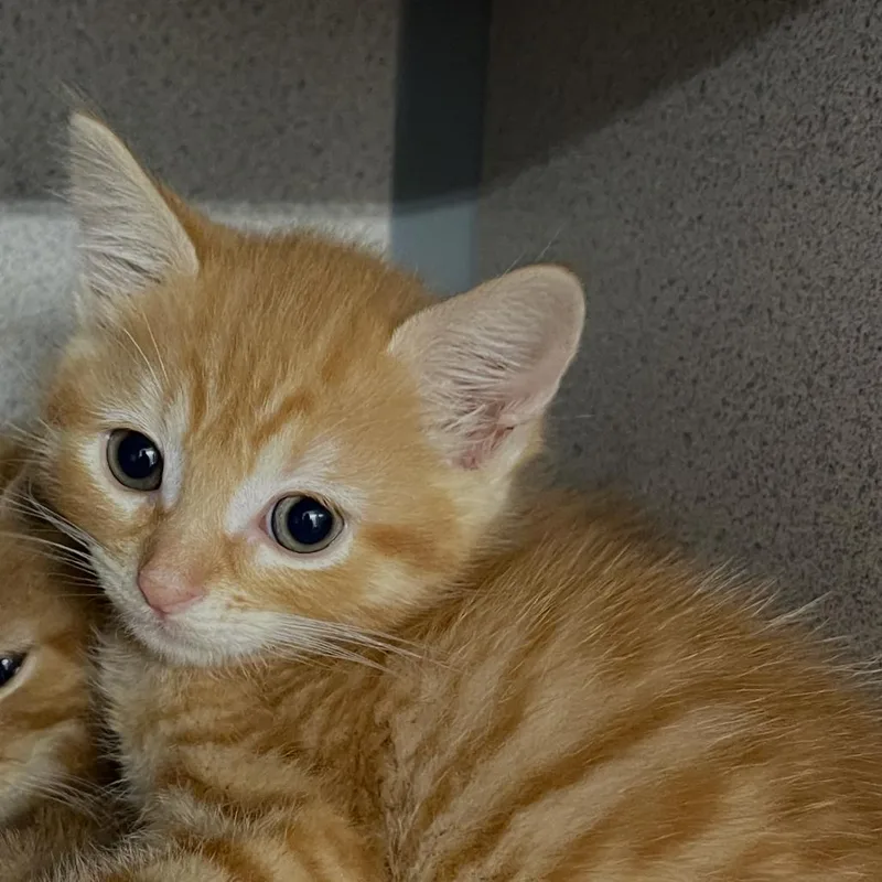 A baby small-sized female Orange / Red Domestic Medium Hair cat named Gretel for adoption in Wappingers Falls, NY