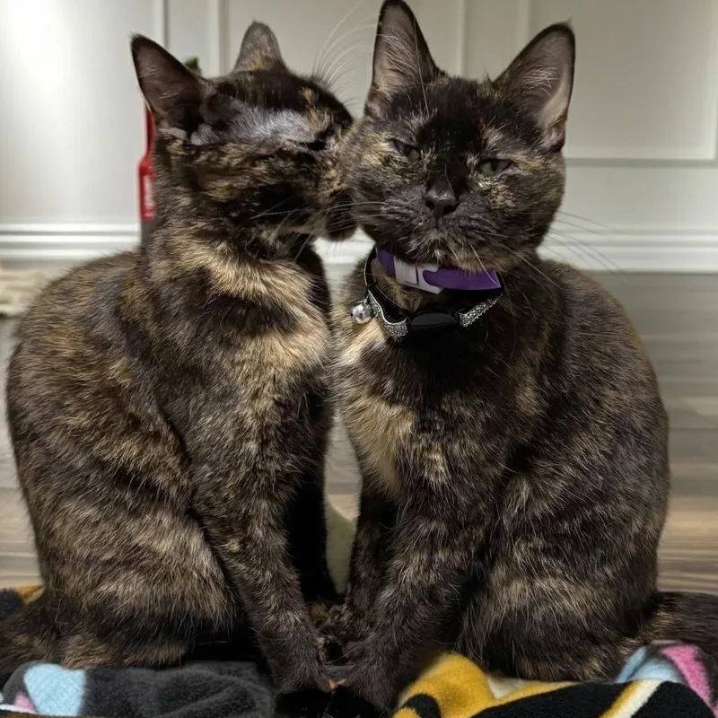 An adult medium-sized female Tortoiseshell Domestic Short Hair cat named Sutton C for adoption in Minnetonka, MN