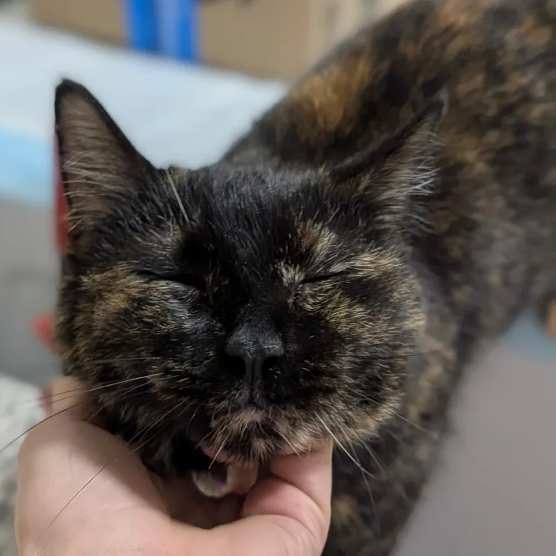 Sutton C thumbnail 2