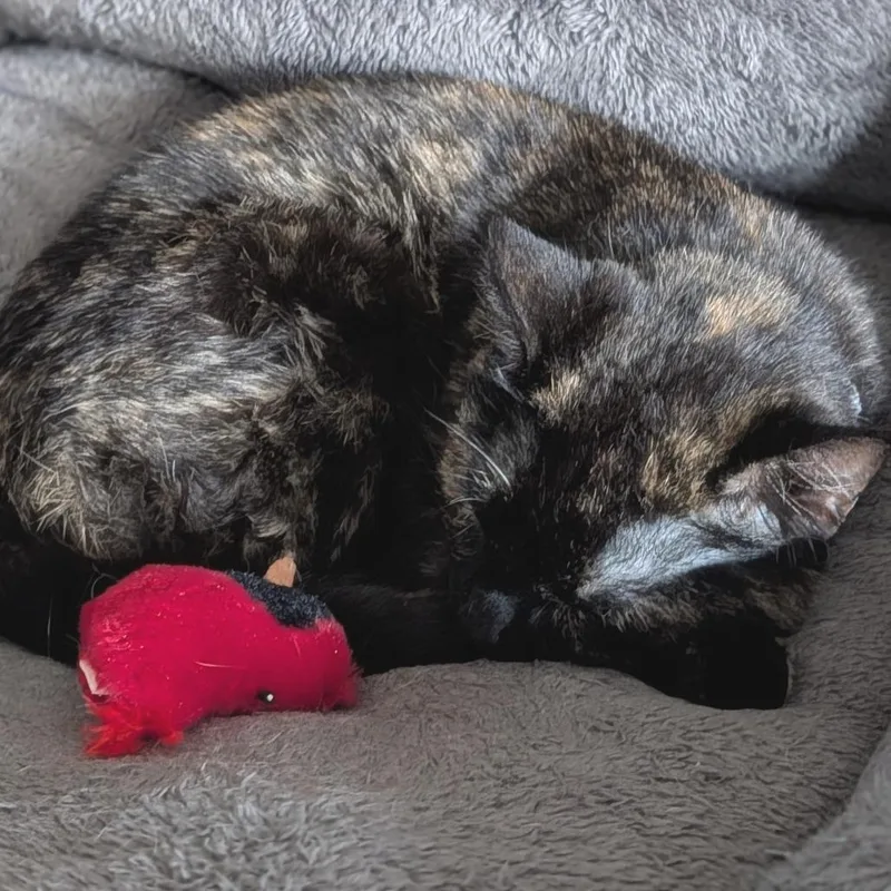 Sutton C thumbnail 3