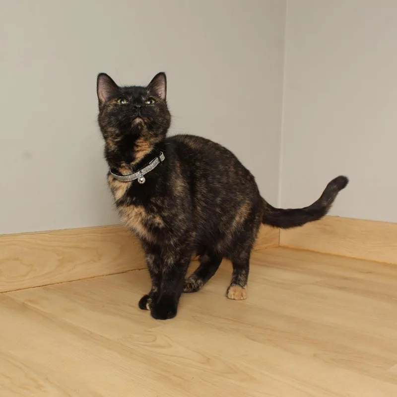 Sutton C thumbnail 4