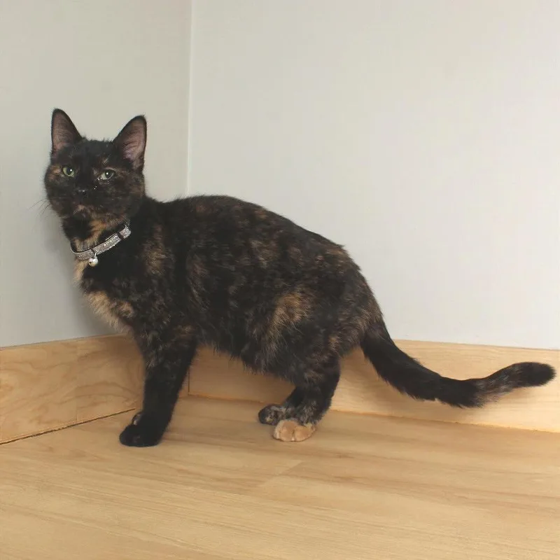 Sutton C thumbnail 5