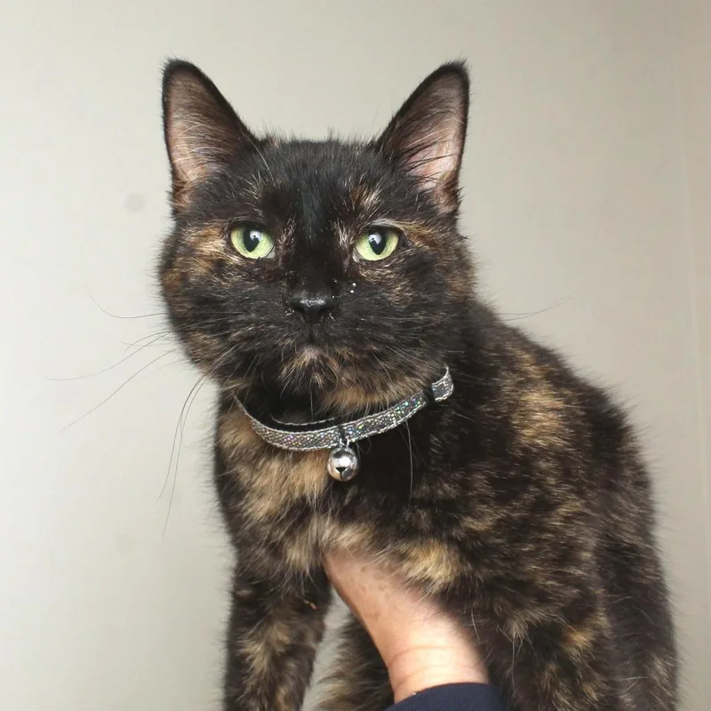 Sutton C thumbnail 6