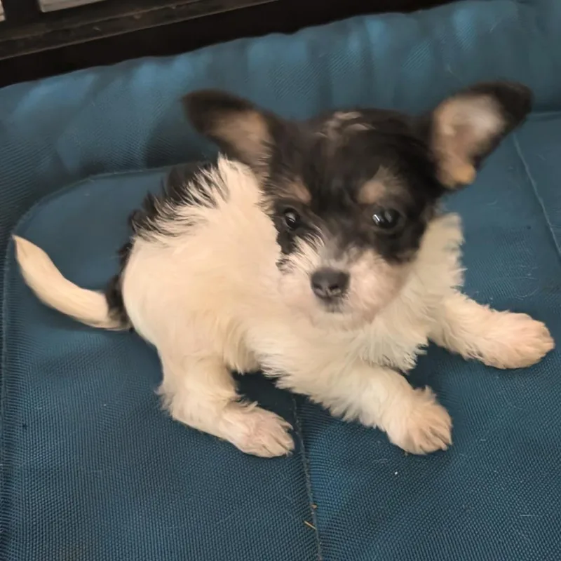 A baby small-sized male Chihuahua dog named Raj for adoption in San Antonio, TX