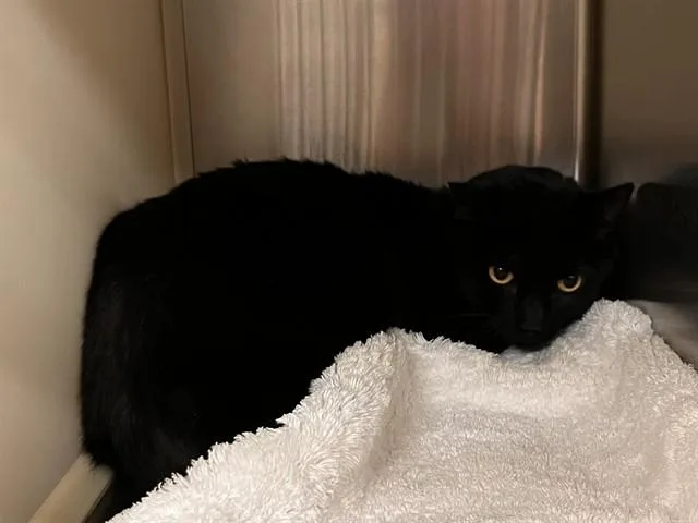 An adult medium-sized female Domestic Short Hair cat named Stella for adoption in Colorado Springs, CO