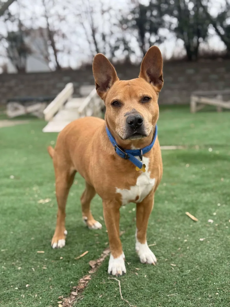 King James thumbnail 2