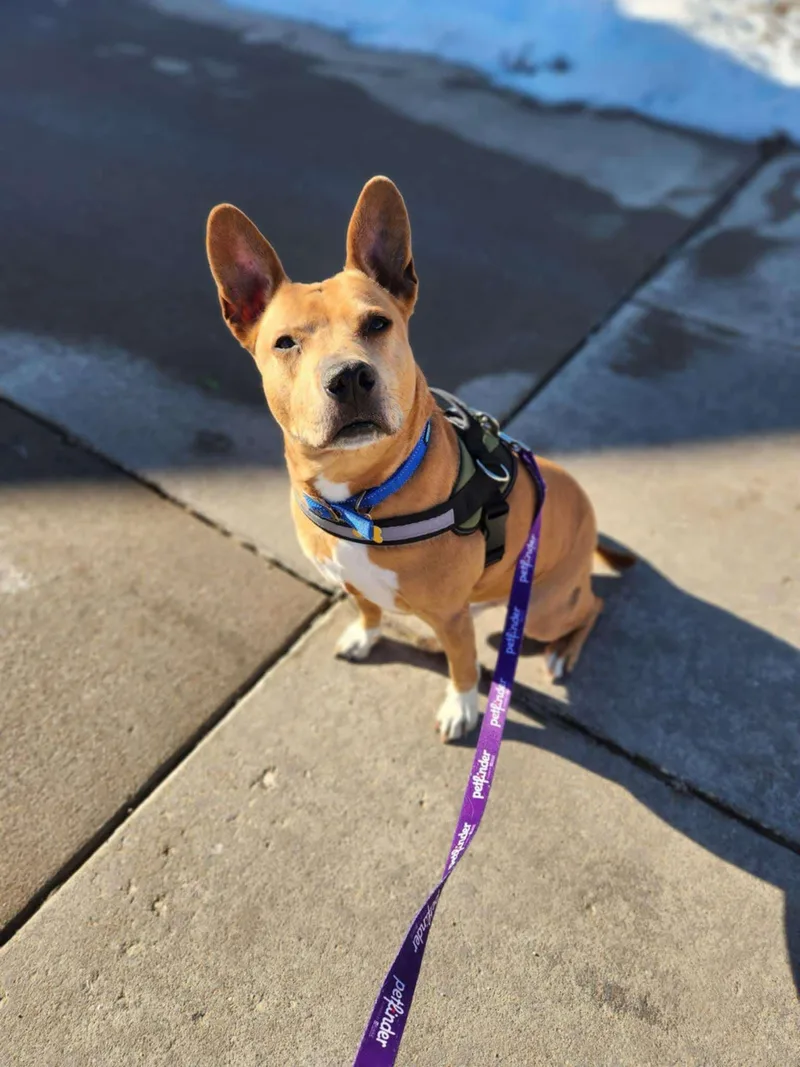 King James thumbnail 3