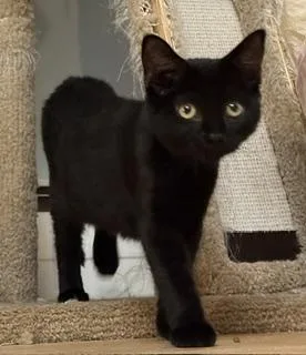 A baby large-sized male Black Domestic Short Hair cat named Jack for adoption in Lemoyne, PA