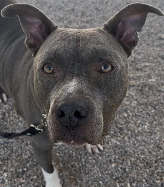 A senior large-sized male Pit Bull Terrier dog named Jasper for adoption in Tucson, AZ