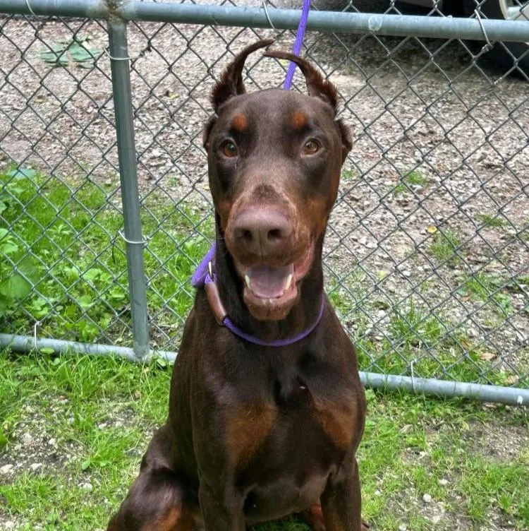 An adult large-sized male Doberman Pinscher dog named Remi for adoption in Barrington, IL