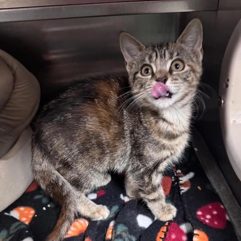 A baby small-sized female Gray / Blue / Silver Domestic Short Hair cat named Mummy for adoption in Middleburg, FL