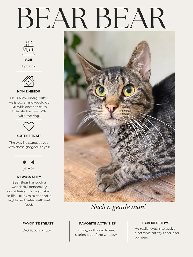 Bear Bear thumbnail 2