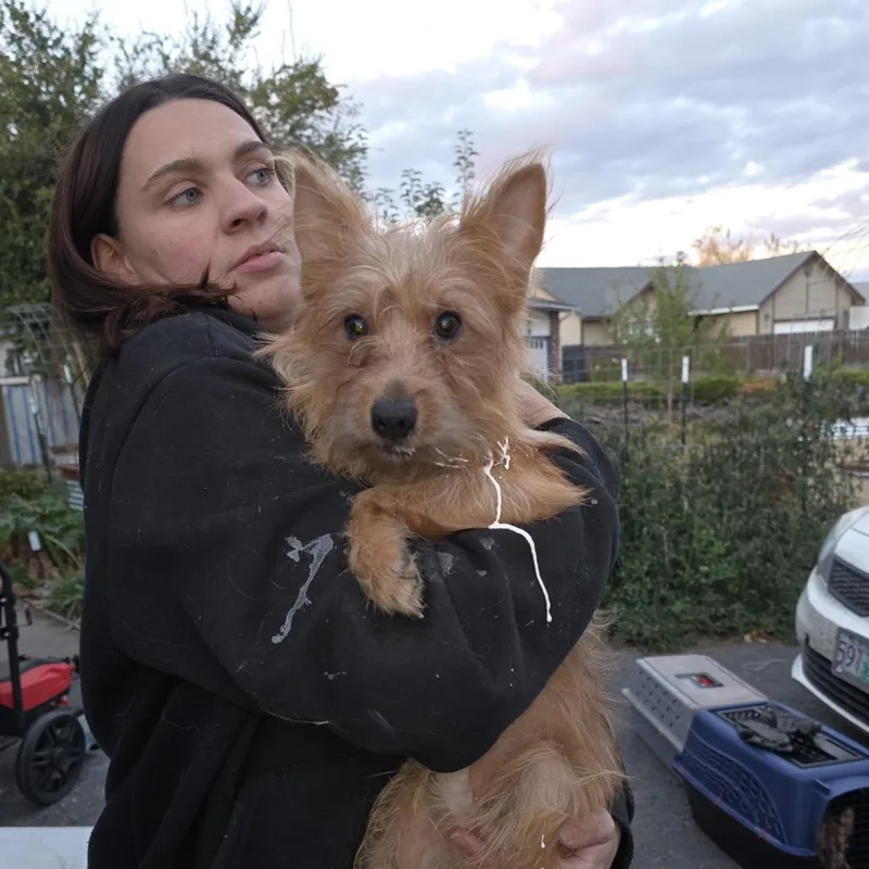 An adult small-sized male Brown / Chocolate Mixed Breed dog named Rex for adoption in Klamath Falls, OR