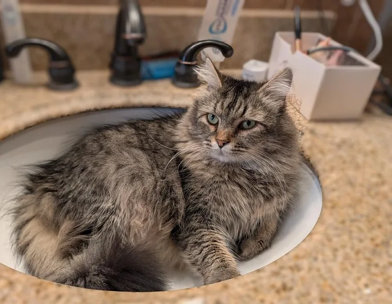An adult medium-sized male Brown / Chocolate Domestic Long Hair cat named Mufasa for adoption in Statesville, NC