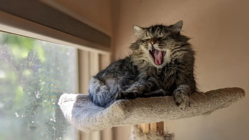 Mufasa thumbnail 2