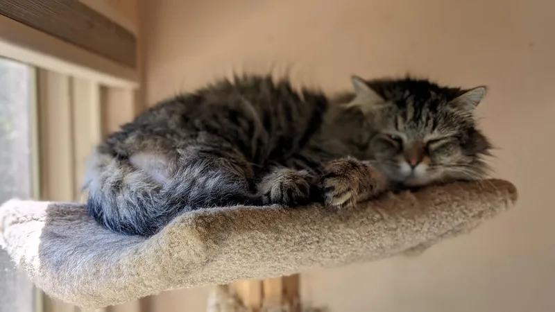 Mufasa thumbnail 3