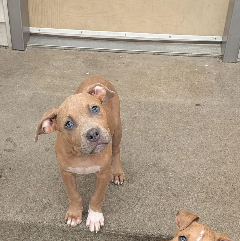 A baby medium-sized male Mixed Breed dog named Kayak for adoption in Fenton, MI