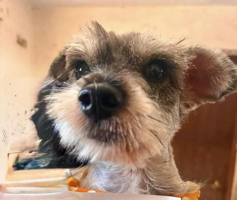 A baby small-sized male Schnauzer dog named Freddy for adoption in Escondido, CA