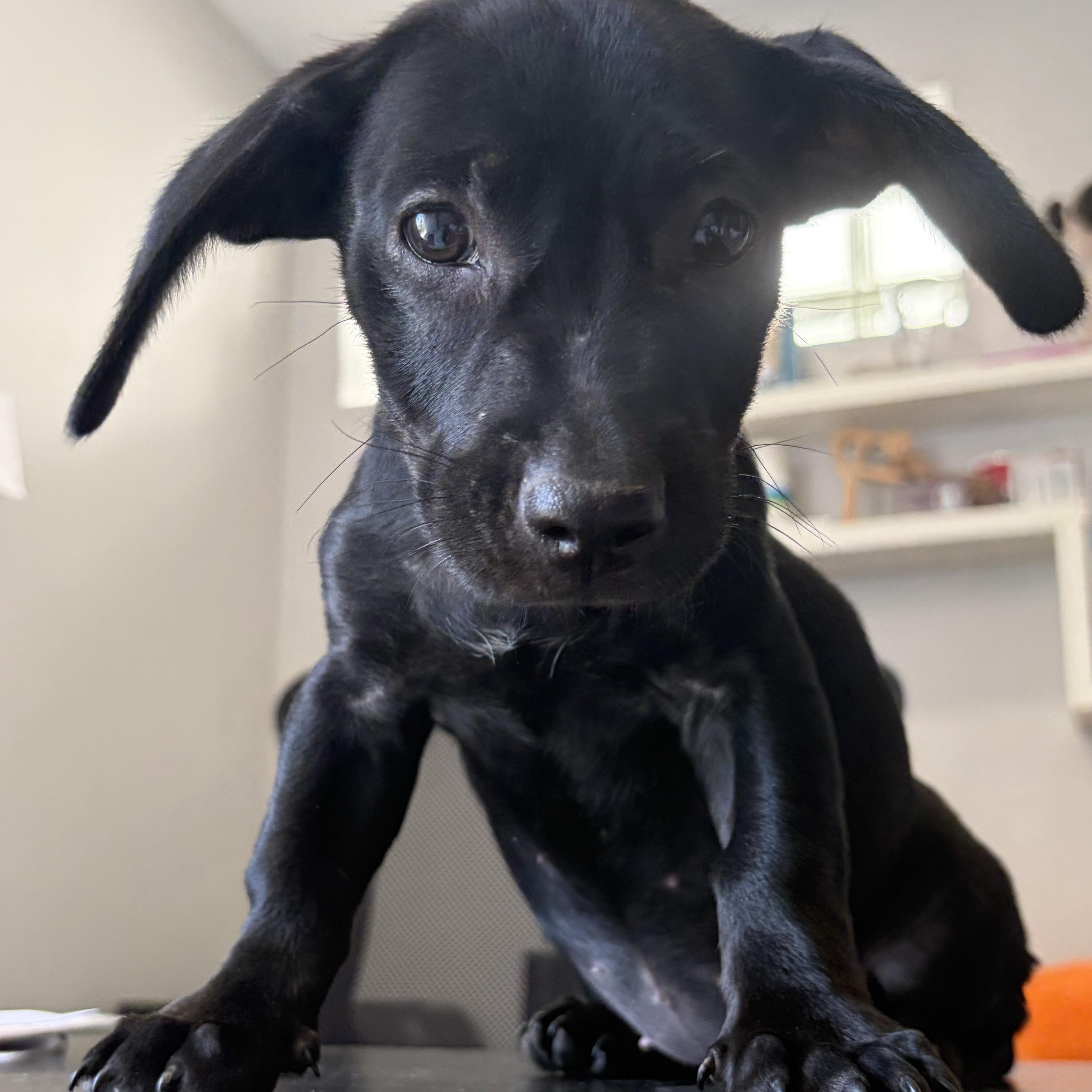A baby small-sized female Black Terrier dog named Monet for adoption in Abington, PA