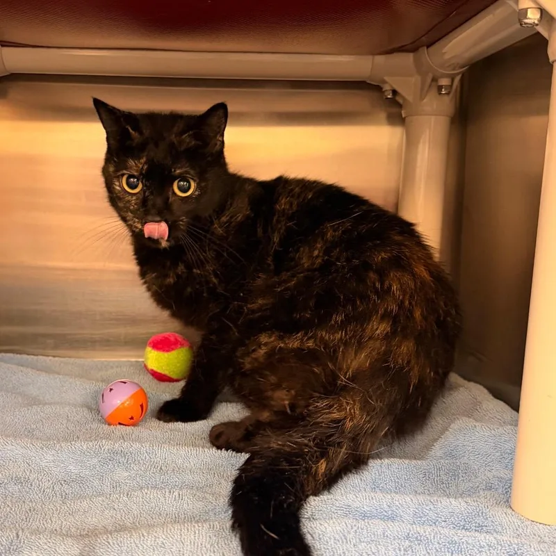 An adult medium-sized female Tortoiseshell Domestic Short Hair cat named Marcie for adoption in Indianapolis, IN