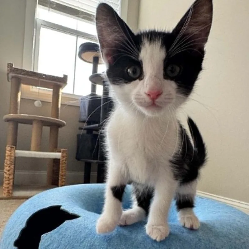 A baby small-sized male Black Domestic Short Hair cat named Caspen for adoption in Lyndhurst, VA