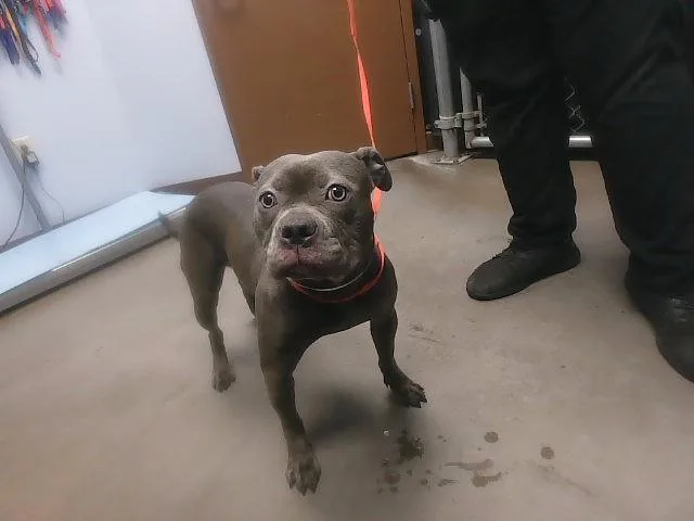 A young large-sized female American Bulldog dog named Thalia for adoption in Phoenix, AZ