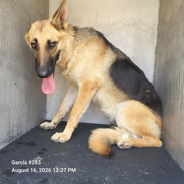 A young large-sized female German Shepherd Dog dog named Amelia for adoption in San Antonio, TX