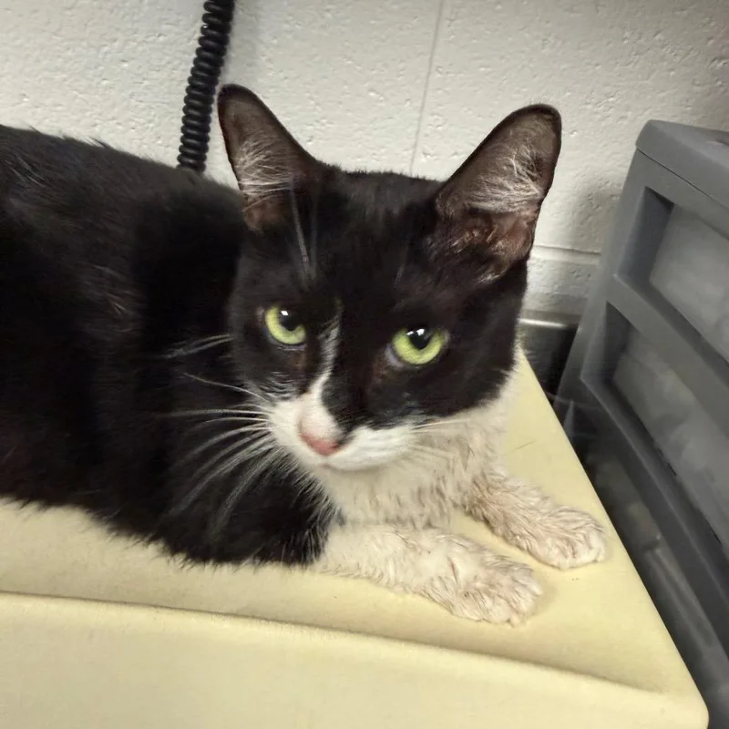 An adult medium-sized female Black Domestic Short Hair cat named Domino for adoption in Greenville, SC