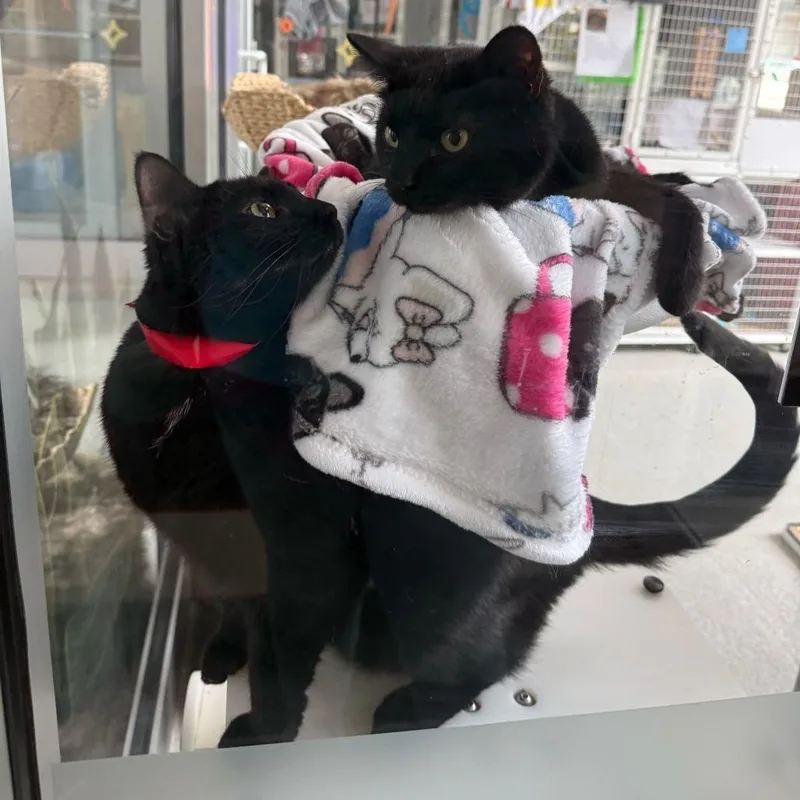 An adult large-sized female Black Domestic Short Hair cat named Dr. Finkelstein for adoption in Matteson, IL