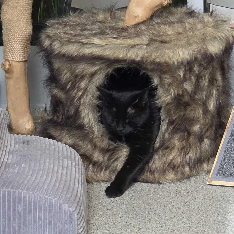 Dr. Finkelstein thumbnail 2