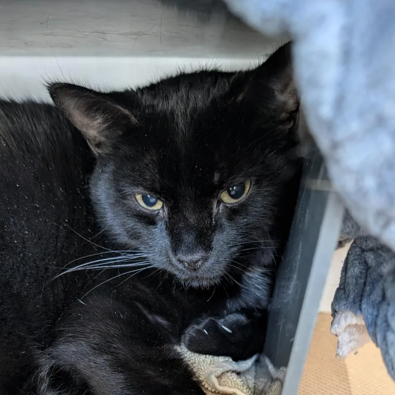 Dr. Finkelstein thumbnail 3