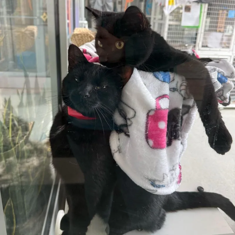 Dr. Finkelstein thumbnail 4