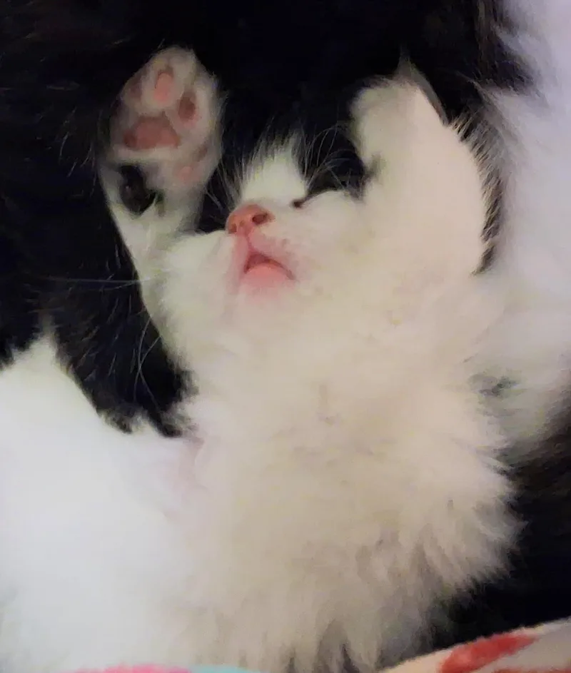Edmund thumbnail 5