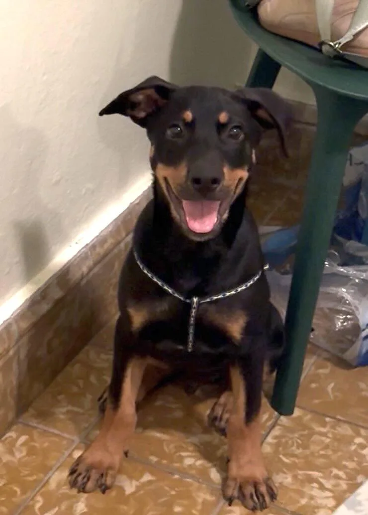 A baby medium-sized male Black Rottweiler dog named Mackie for adoption in New York, NY